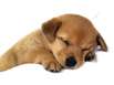 Urlaub mit Hund in Spanien