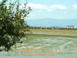 Reisfelder und Zitronen im Ebrodelta