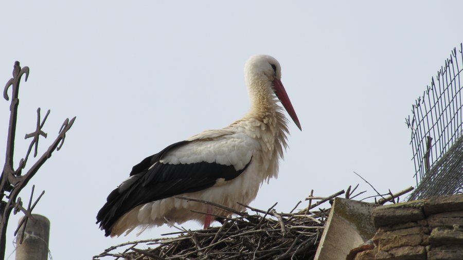 File:Cigüeña Stork Aranda de Duero Burgos Castilla y León.JPG