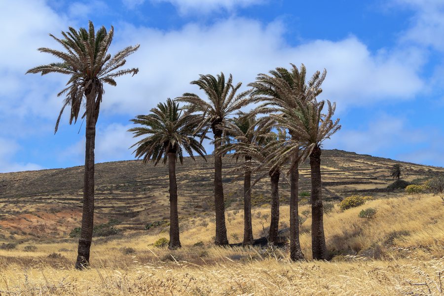 File:Haria - Phoenix canariensis 01.jpg