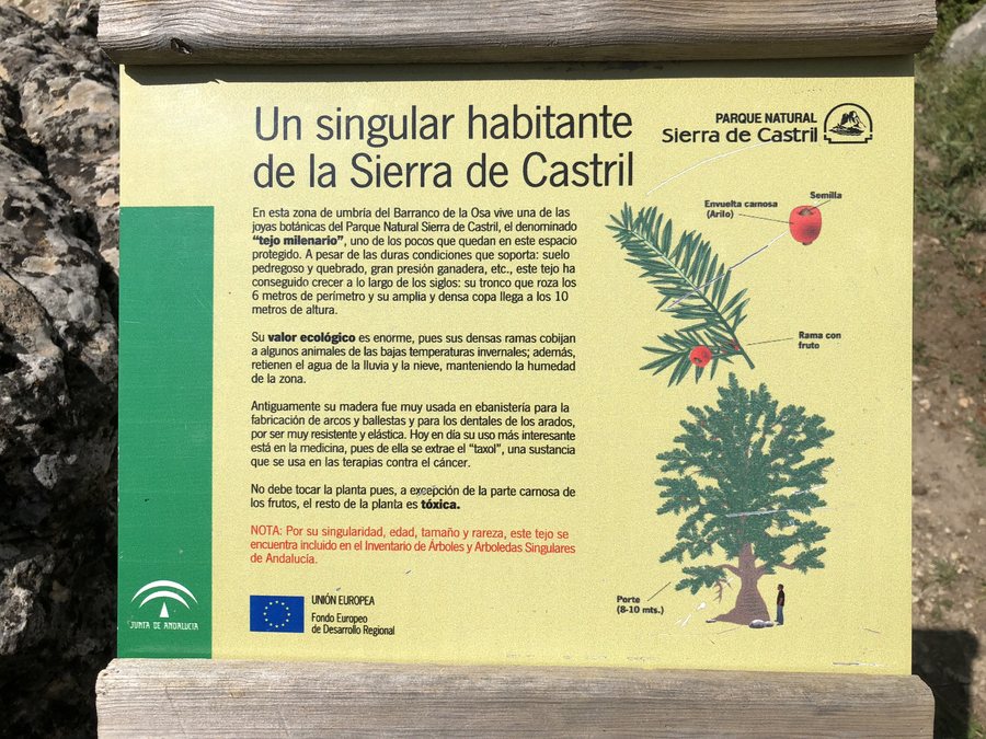 File:Cartel sobre el tejo milenario (44922666932).jpg