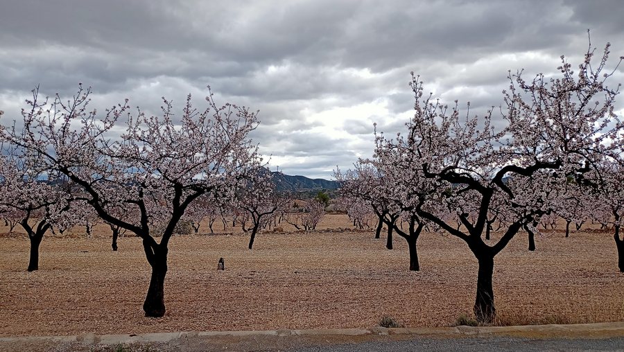 File:20240216143023almendros flor Macisvenda.jpg