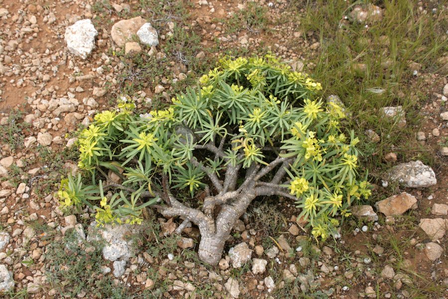 File:Teguise - Lugar Diseminado las Laderas - Euphorbia regis-jubae 01 ies.jpg