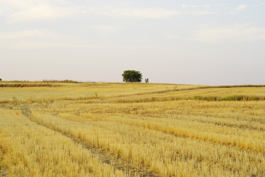 File:Campo de trigo - Fuenlabrada - Comunidad de Madrid 01.jpg