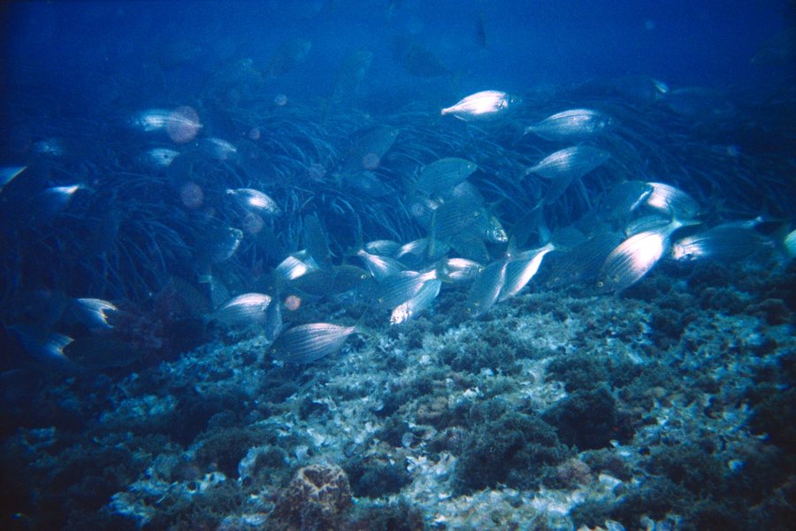 File:Fondo marino Calabardina 01.jpg