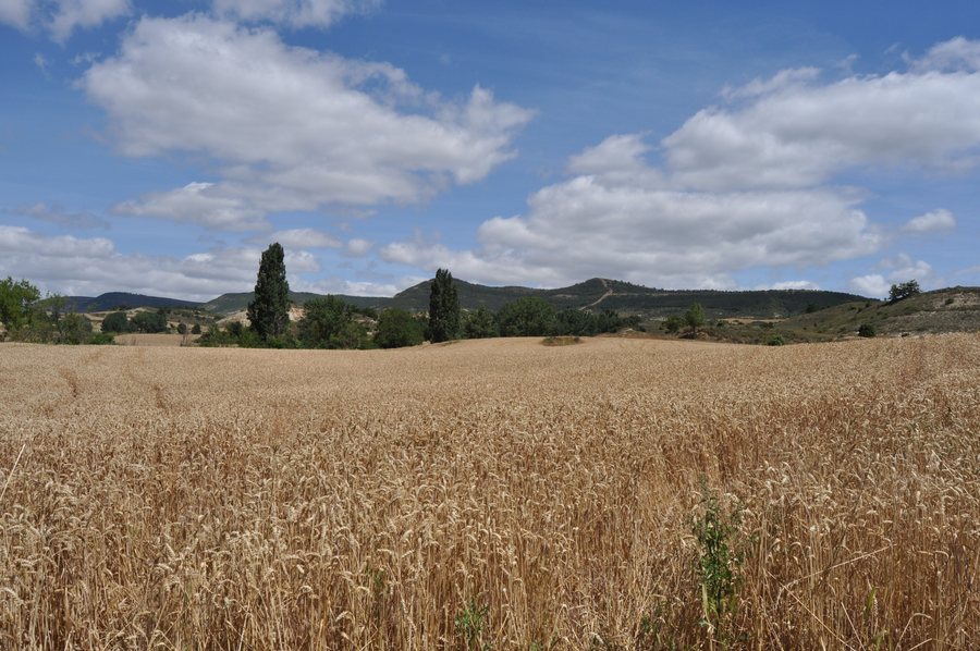 File:Cebolleros (Merindad de Cuesta Urria) - 002 (30706651775).jpg