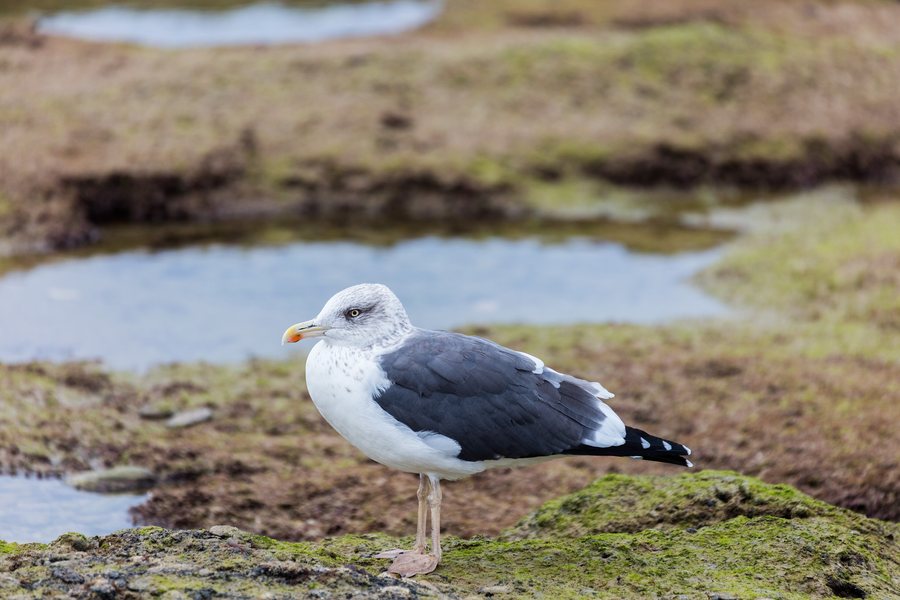 File:Gaviota sombría (Larus fuscus), Cádiz, España, 2015-12-08, DD 50.jpg