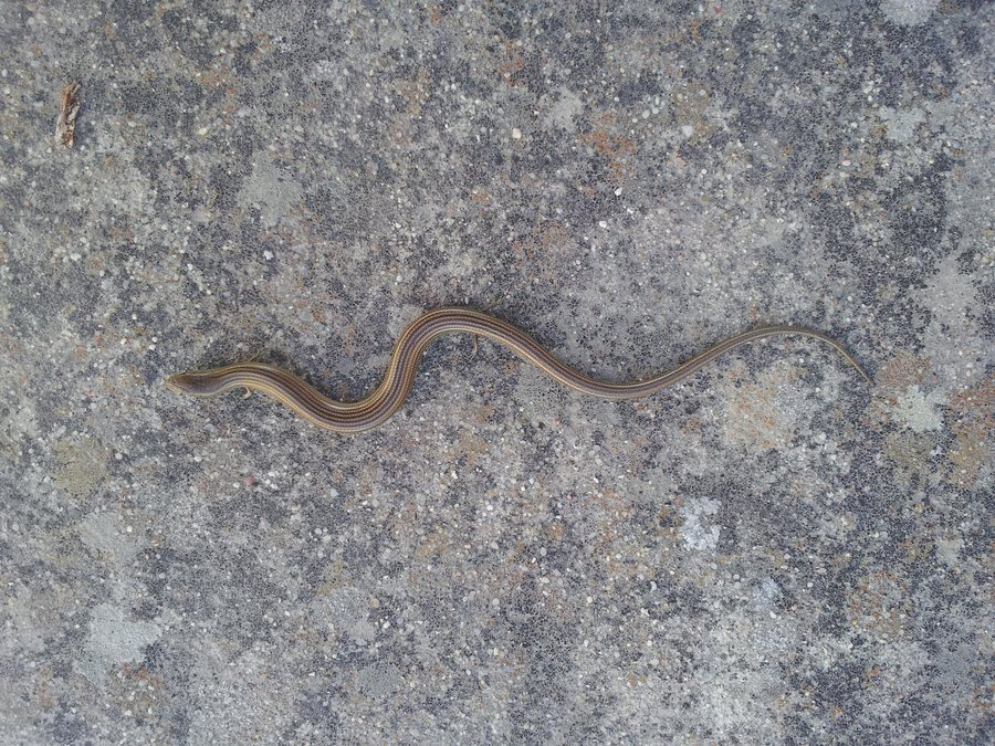 File:Eslizón (Chalides) encontrado en Cozuelos de Fuentidueña.jpg