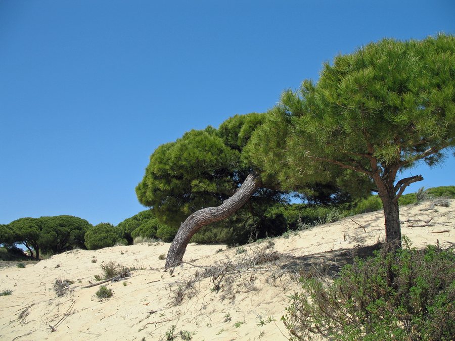 File:Parque Litoral El Nuevo Portil R04.jpg