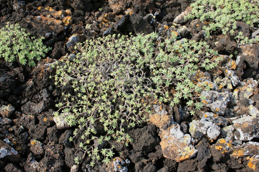 File:Haría - Lugar Diseminado Maguez-LZ-1 - MNLC - La Caleta - Euphorbia balsamifera 01 ies.jpg