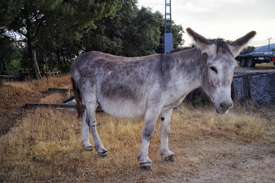 File:Burro - Guadarrama - Madrid 01.jpg