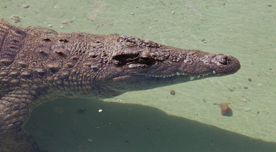 File:Crocodylus niloticus - Rancho Texas Park - Tías - Lanzarote -PC15.jpg