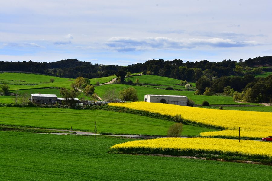 File:Paisatge de colza des de Guialmons (Les Piles), Conca de Barberà.jpg