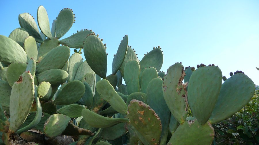 File:Pinos del Valle (26475018710).jpg
