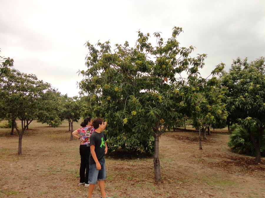 File:La Selva del Camp, Tarragona, Spain - panoramio.jpg