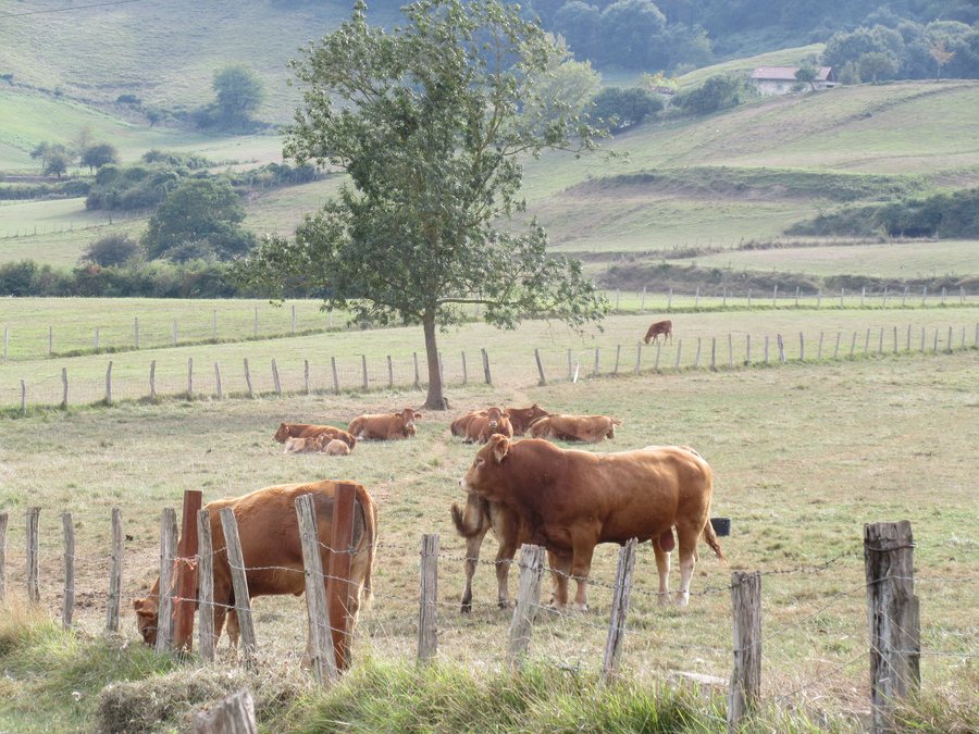 File:Bull and cows in Amurrio 2018 01.jpg