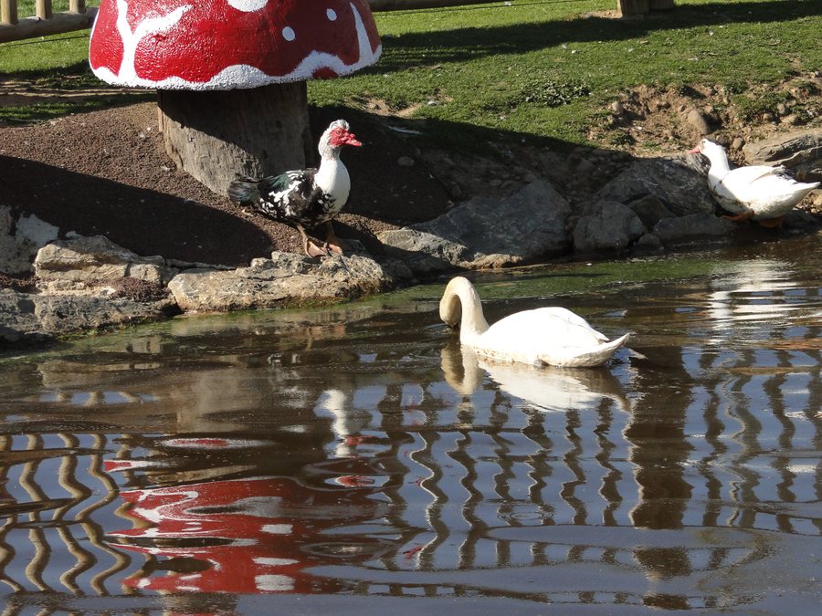 File:Cisne y gansos en el parque de la Era - San Andres del Rabanedo - panoramio.jpg