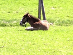 Urlaub + Reiten (Reiterferien) in Spanien