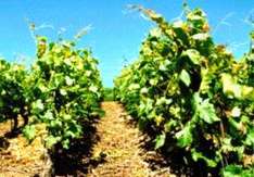 Spanien Weinbauregionen