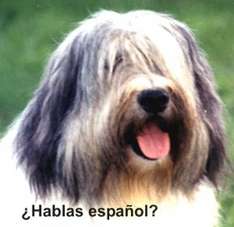 Spanische Vokabeln für Hundebesitzer