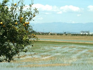 Reisfelder und Zitronen im Ebrodelta